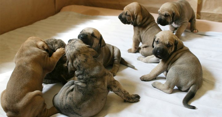 Fila Brasileiro Puppies Pictures